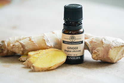 Ginger Essential Oil