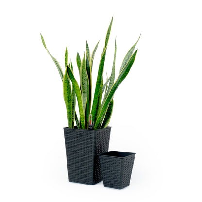 Set of 2 CATLEZA 7-inch and 9.4-inch Square Wicker Planters