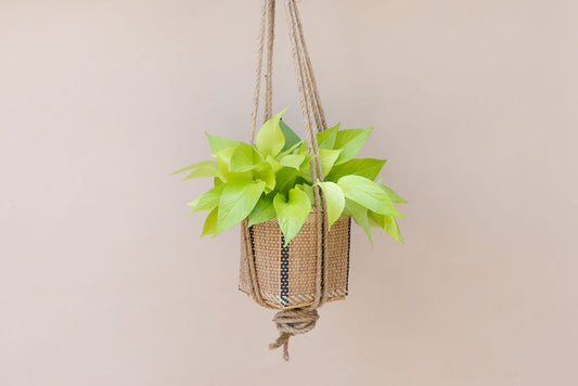 6" Neon Pothos + Hanging Planter Basket