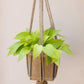 6" Neon Pothos + Hanging Planter Basket