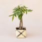 6" Braided Money Tree Plant +  Planter Basket