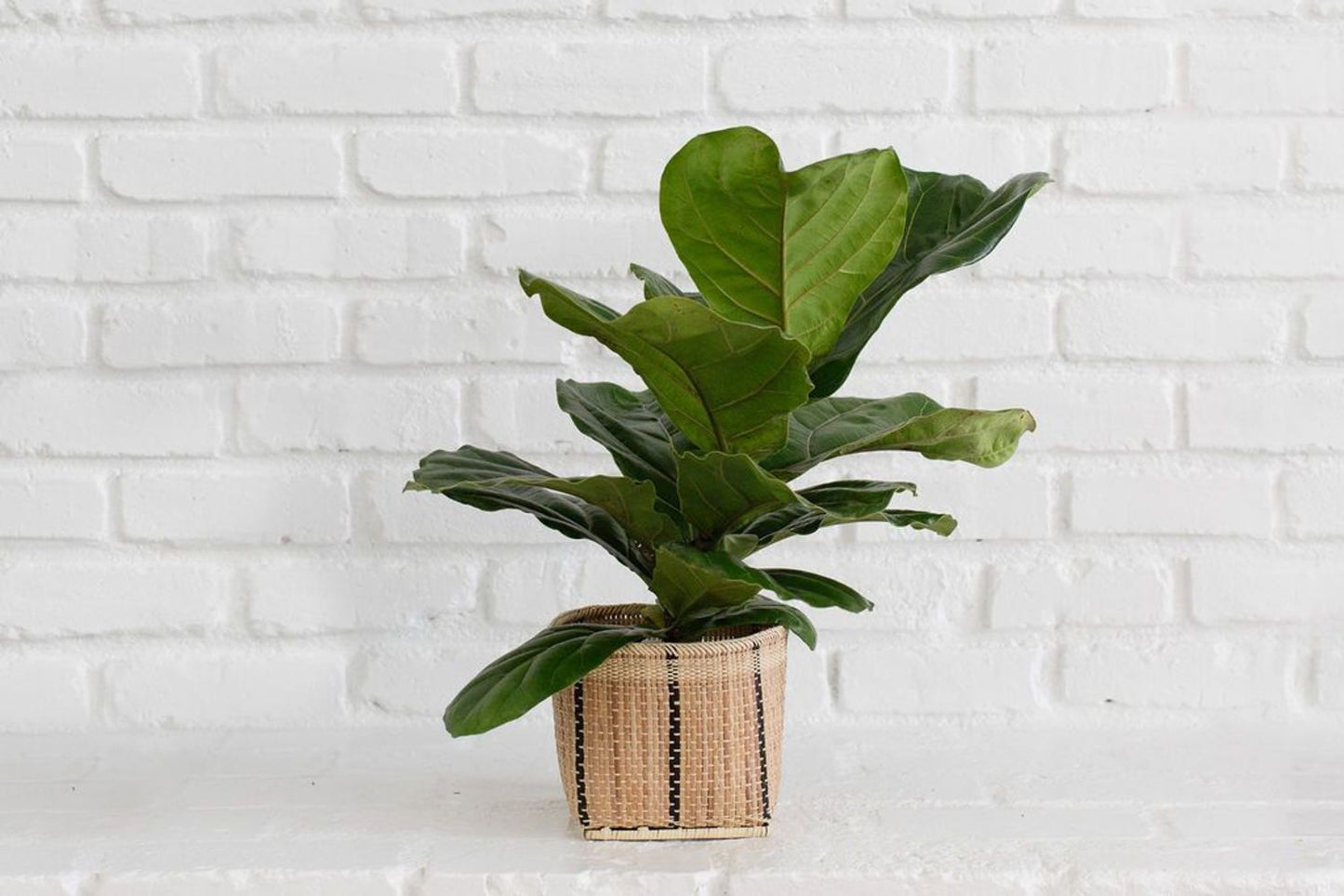 6" Fiddle Leaf Fig + Basket