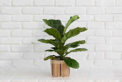 6" Fiddle Leaf Fig + Basket