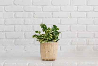 6" Marble Peperomia + Basket