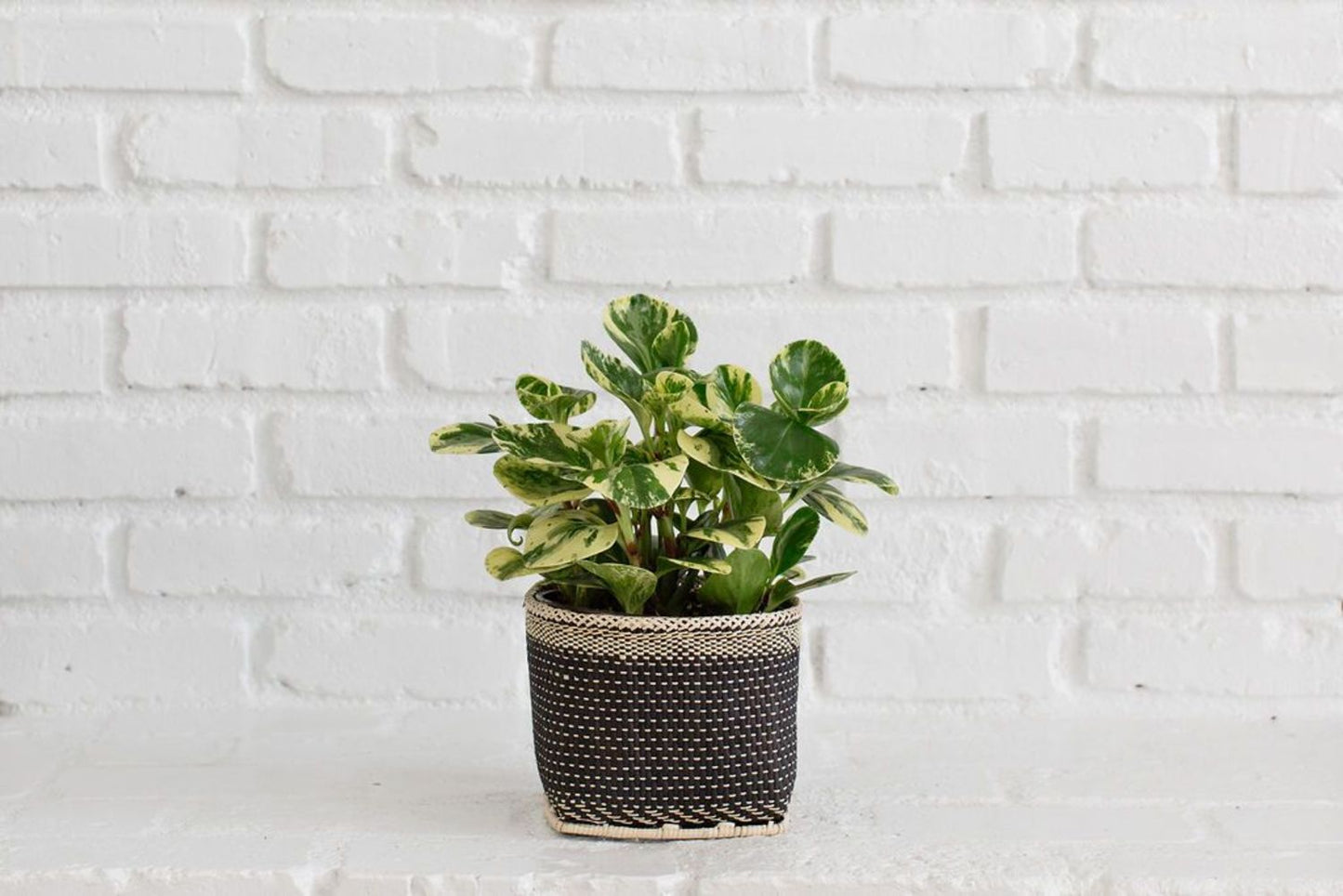 6" Marble Peperomia + Basket